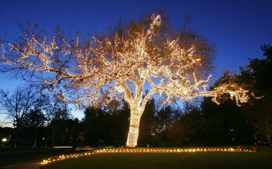 Wrapped Tree Lights Dallas Landscape Lighting Wrapped Tree Lights Dallas String Lighting