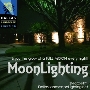 Tree Lighting Moonlight Effect Dallas