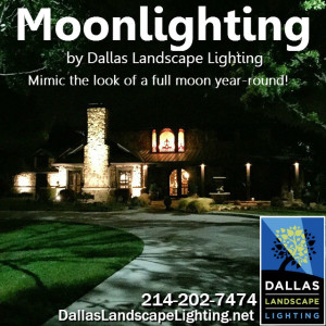 Moonlight Tree Lighting Dallas